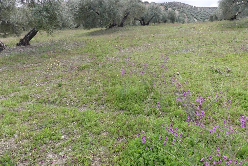 Archivo - Cubierta cegetal en uno de los olivares del proyecto 'Olivares Vivos'