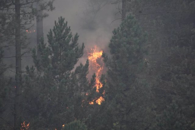 Archivo - Árboles ardiendo en un incendio forestal en Bizkaia