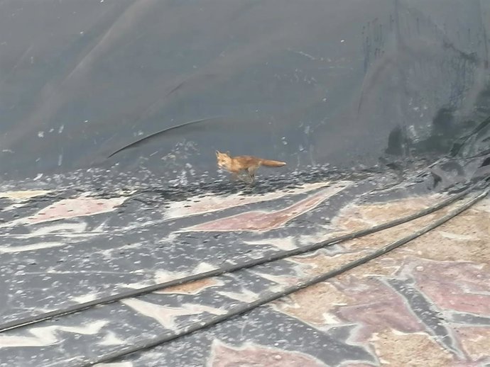 El pequeño zorro que cayó a un embalse de El Campello y salió del mismo tras subir peldaño a peldaño por una escalera que le facilitaron los bomberos y la Policía Local.