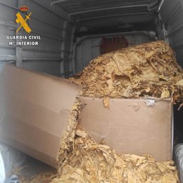 Archivo - Tabaco crudo