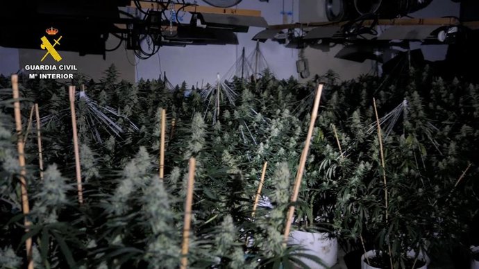 Seis detenidos y desmanteladas plantaciones de marihuana con uso de domótica en Alicante y Murcia