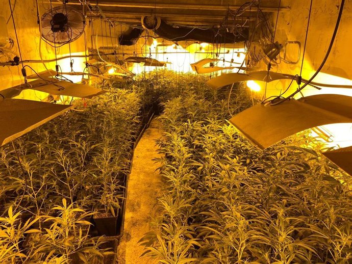 Una de les plantacions illegals de marihuana localitzades