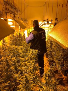 Guardia civil en una plantación de marihuana