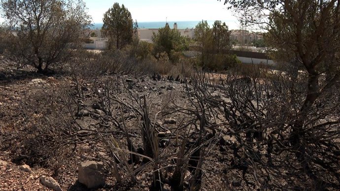 Zona afectada por el fuego en Calafell (Tarragona)