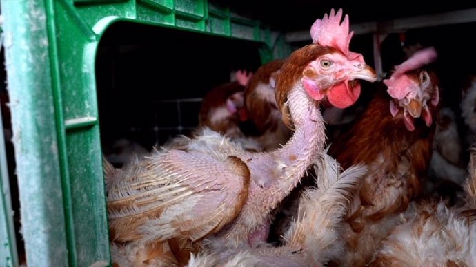 El estudio 'Gallinas en España: La transición del sistema' sobre la situación del modelo de producción de huevos cifra en 35 millones las gallinas en jaulas y el consumo pér capita en 151 huevos, de los cuales 73,4% provienen de gallinas enjauladas.