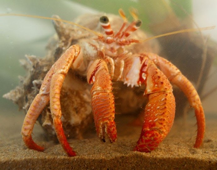 Los cangrejos son unos de los invertebrados marinos que se ven afectados por la contaminación acústica, según este estudio