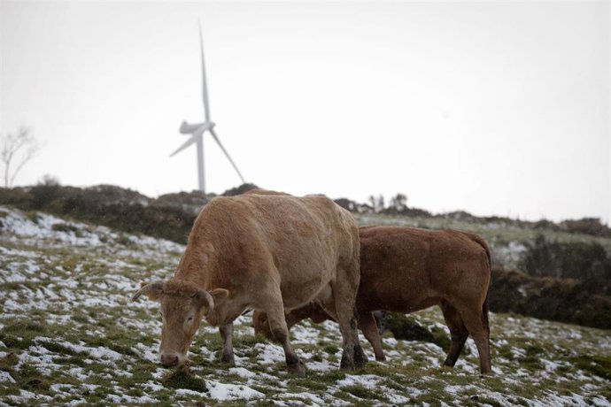 Varias vacas pastan en la Sierra do Xistral, a 23 de febrero de 2023, en Abadín, Lugo, Galicia (España). 