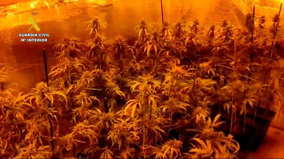 Planta de marihuana incautadas.