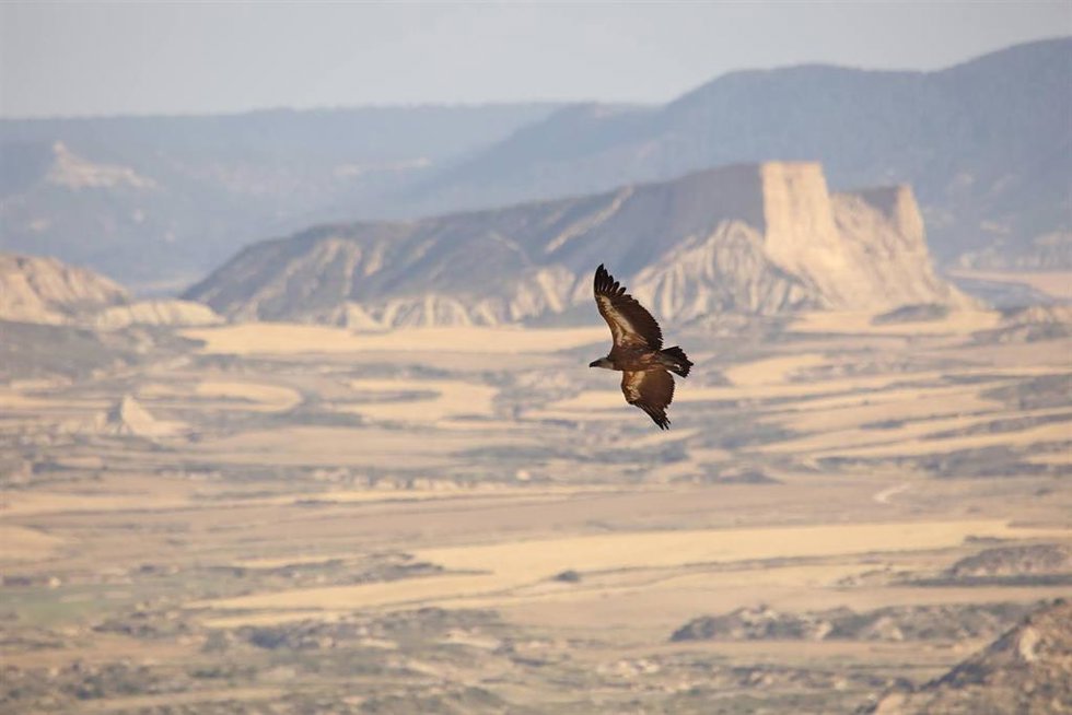 Buitre leonado en pleno vuelo.