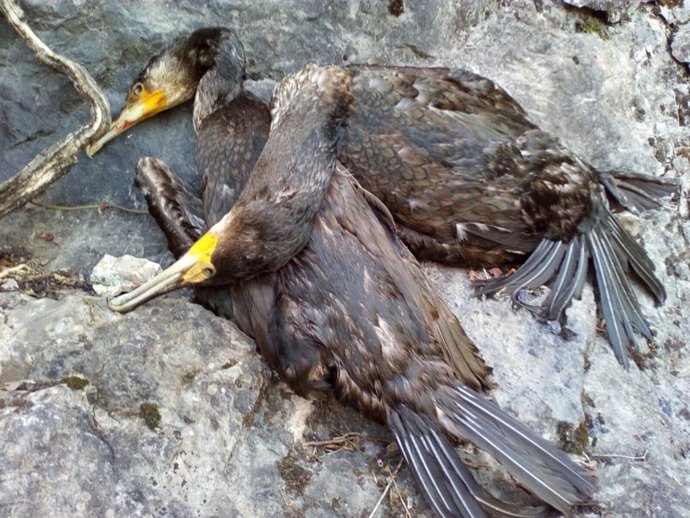 Ejemplares de cormorán grande muertos.