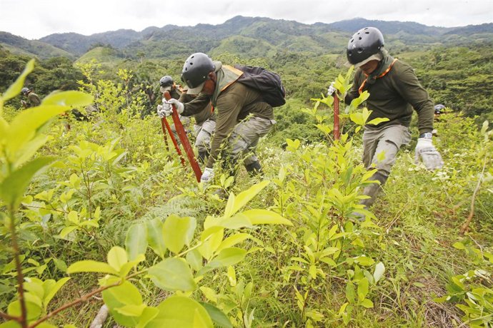 Archivo - May 4, 2017 - Aucayacu, PerA?CA - AUCAYACU, HUANUCO, 04 DE MAYO DEL 2017..TRABAJOS EN LA ERRADICACION DE LOS SEMBRIOS DE HOJAS DE COCA EN LOS CASERIOS DE LA LOCALIDAD DE PACAE, EN LAS INMEDIACIONES DE AUCAYACU, HUACUCO,POR PERSONAL DEL CORAH 