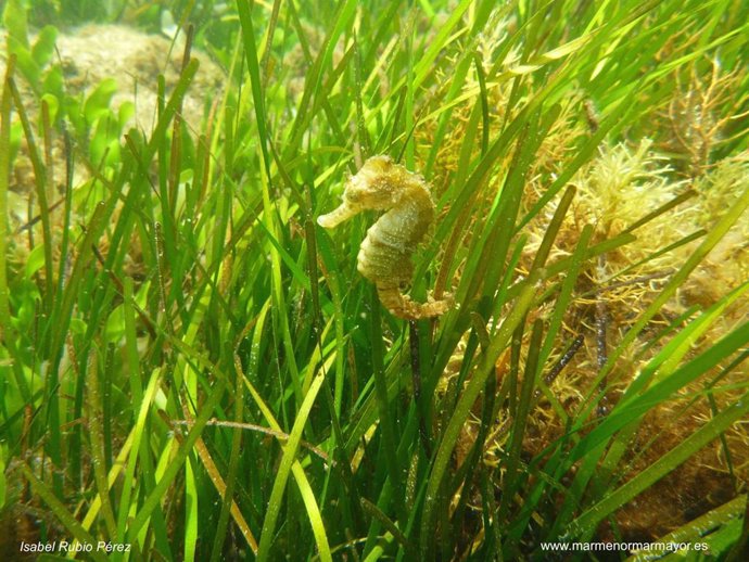 Archivo - Caballito de mar
