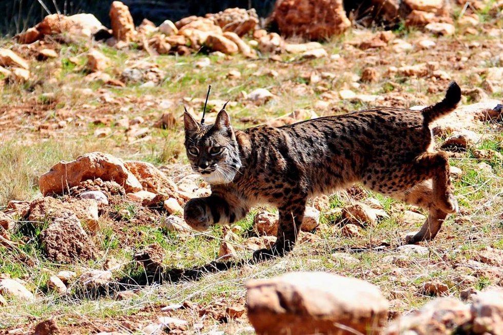 Imagen de archivo de un lince liberado en Sierra Arana.