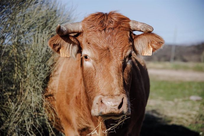 Archivo - Una vaca pastando en una finca de ganadería extensiva en Colmenar Viejo, a 12 de enero de 2022, en Madrid (España). Esta producción de ganadería extensiva cuenta con 70 hectáreas de terreno con vacas y toros. La consejera de Medio Ambiente, Vi