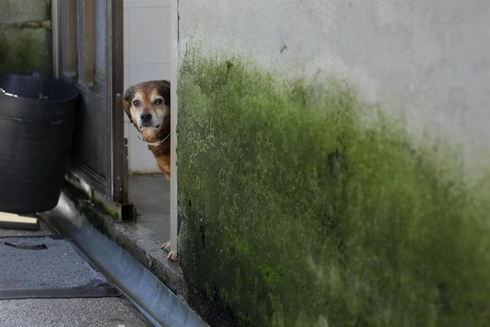 Un perro en la Sociedad Protectora de animales de Lugo, a 16 de marzo de 2023, en Lugo, Galicia (España). La Sociedad Protectora de animales de Lugo cuenta con casi 200 perros en sus instalaciones. Más de 500 socios y 100 voluntarios se encargan del bie