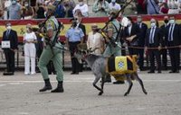 La cabra de la Legión y la mula y el buey del Belén viviente se libran de la Ley de Bienestar Animal y podrán actuar