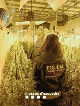 La policía catalana ha incautado casi 4.000 plantas de marihuana de un presunto grupo especializado en el cultivo interior en municipios de Lleida