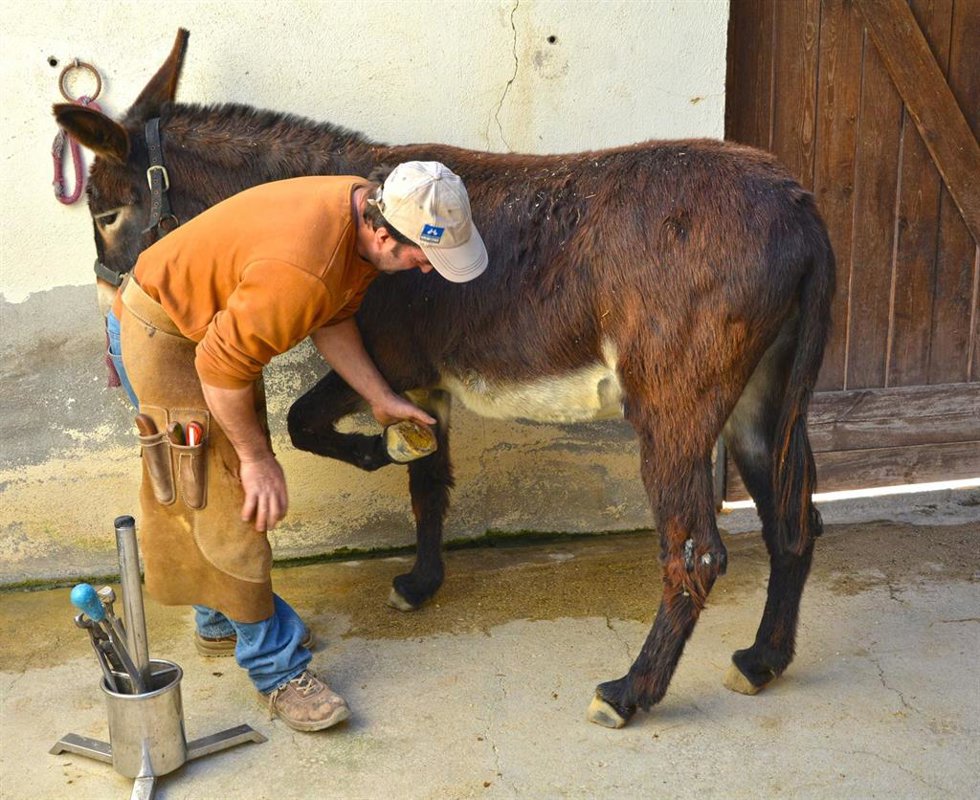 Las burras de Terra Natura Benidorm se hacen la 'pedicura' de manos del premiado en forja equina Alejandro Amat