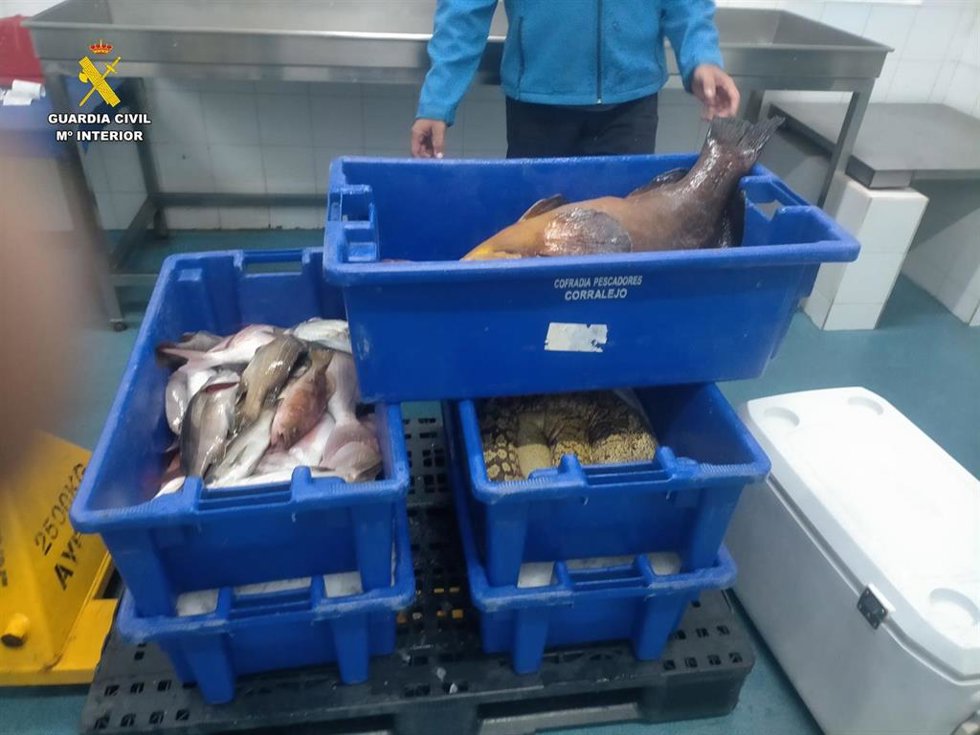 Pescado intervenido por la Guardia Civil en Corralejo, en Fuerteventura