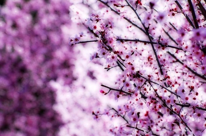 Primavera