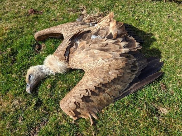 Buitre muerto