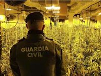 Incautadas 1.230 plantas de cannabis sativa en Cogollos Vega (Granada), en una operación con tres investigados