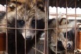 Foto: Un nuevo estudio apunta a los perros mapache y otros mamíferos como posible causa del Covid-19