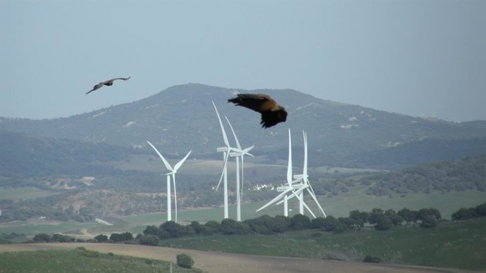Archivo - Aves mueren por parques eólicos buitres leonados Guadalteba