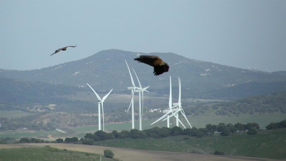Archivo - Aves mueren por parques eólicos buitres leonados Guadalteba