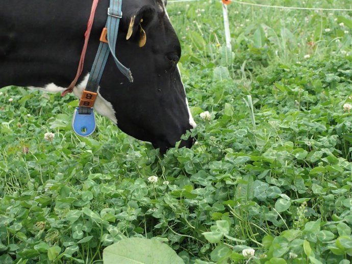 Archivo - Nota De Prensa E Fotografías: O Centro De Investigacións Agrarias De Mabegondo Constata Que O Pastoreo E Unha Alimentación A Base De Herba Melloran A Composición Do Leite De Vacún E Os Seus Beneficios Para A Saúde