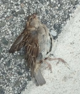 Una de las causas de mortalidad no natural del gorrión es el atropello o colisión en carreteras