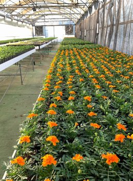 Vivero de plantas ornamentales de Huelva