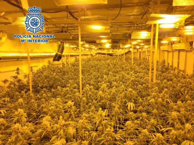 Cae una organización criminal dedicada al cultivo indoor de marihuana e intervienen 985 plantas
