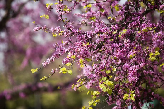 Ejemplar de árbol del Amor (Cercis siliquastrum) en flor. A 17 de marzo de 2023, en Sevilla (Andalucía, España). 