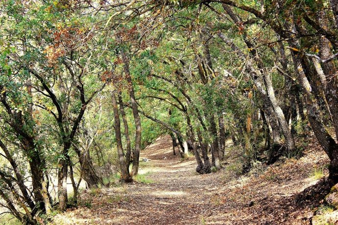 Archivo - Bosque de Valdenazar.