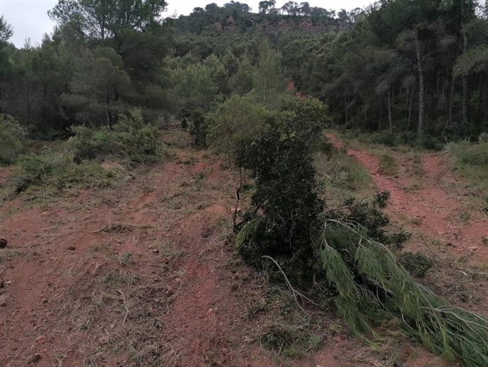 La UPV desarrolla un software que mejora la resiliencia de los bosques mediterráneos al cambio climático 