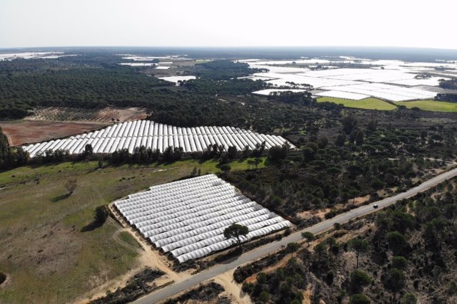 Ragadíos en el entorno de Doñana.