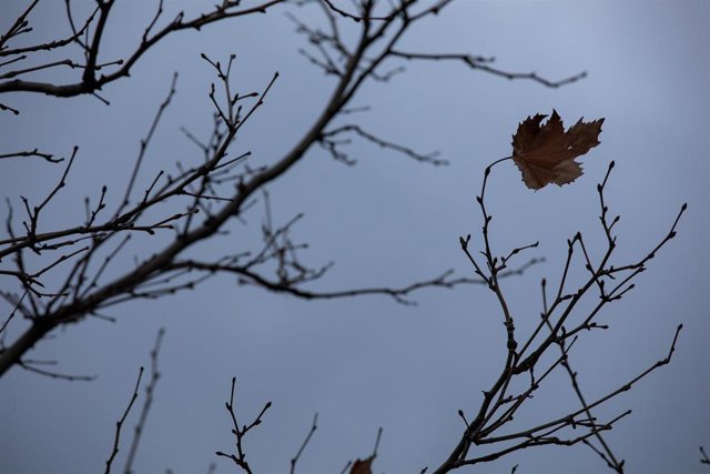 Archivo - Las ramas de un árbol al que le queda una sola hoja  