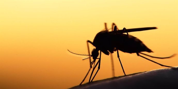 Los mosquitos  vectores para transmitir enfermedades infecciosas.