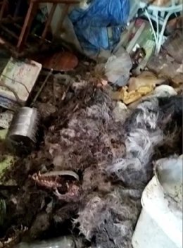 Restos de un perro muerto.