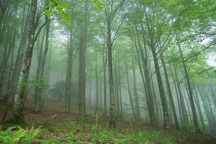 Archivo - Diputación destina 3,5 millones de euros para el cuidado y desarrollo de los bosques de Gipuzkoa