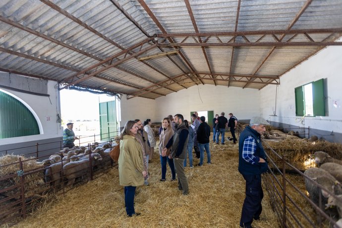 La Diputación de Cáceres adjudica 163 cabezas de ganado ovino Merino Precoz a 33 ganaderías de la provincia