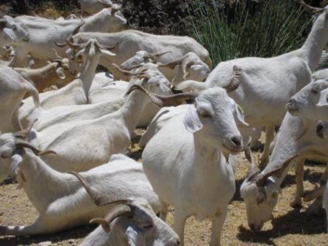 Archivo - Ganadería, cabras, explotación ganadera, animales