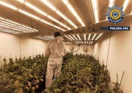 La plantación se localizaba en un pabellón de la avenida del Zadorra de Vitoria-Gasteiz