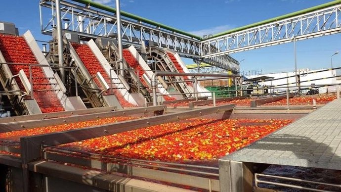 Archivo - Cooperativas Extremadura cifra en 138 euros el coste de producción por tonelada de tomate para industria en la región 