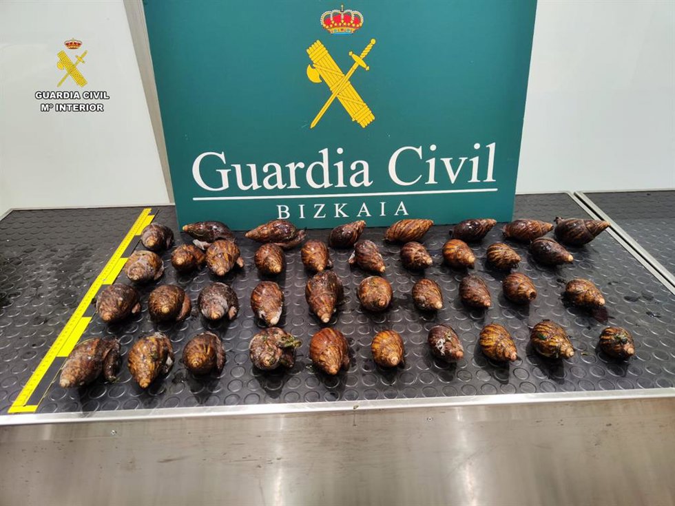 Caracoles aprehendidos en el aeropuerto de Bilbao.