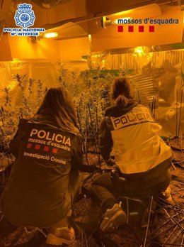 La Policia Nacional i els Mossos d' Esquadra desarticulen el grup criminal. 