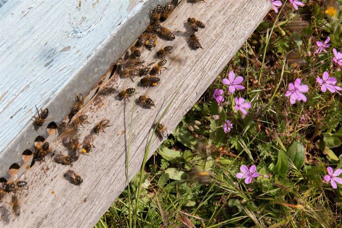 Archivo - Una familia de abejas de regreso a su colmenar, en la empresa apícola La Abeja Viajera, a 29 de abril de 2022, en Navalafuente, Madrid (España). La Abeja Viajera es una empresa apícola  dedicada a la cría de abejas y ubicada en Soto del Re