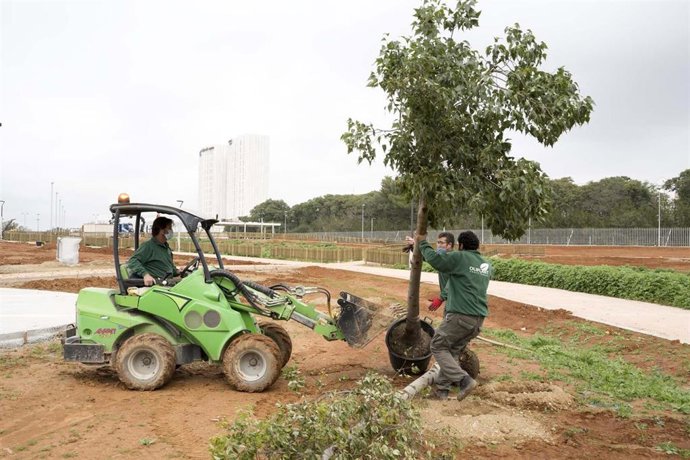Archivo - Plantación de ejemplares en la zona Norte del Parque Central de Mairena.
