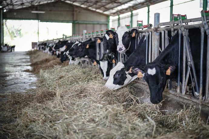 Archivo - Vacas lecheras  
